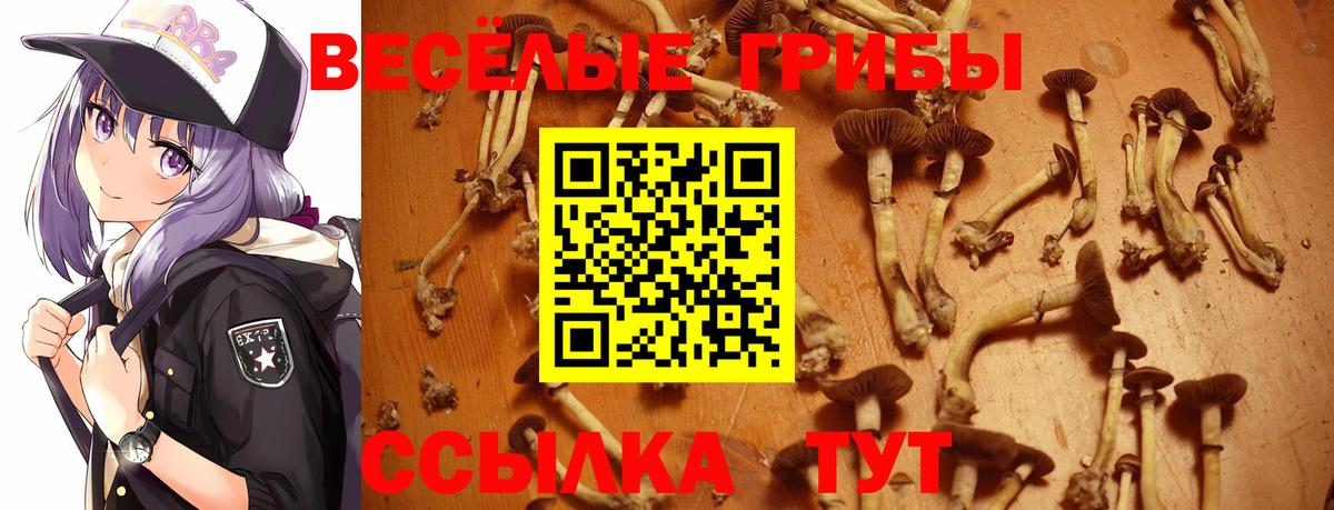 Жигулёвск  Галлюциногенные грибы GOLDEN TEACHER  Вход с VPN  Псилоцибиновые грибы GOLDEN TEACHER 
